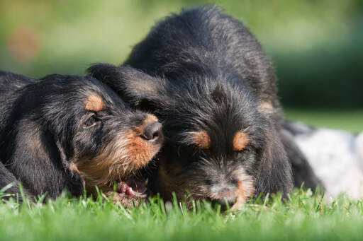 Two wonderful little Otterhound puppies playing on the grass