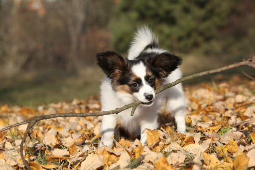 A Papillon biting off more than he can chew on a walk