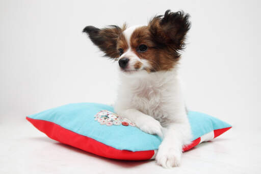 A Papillon enjoying a rest on a comfy bed