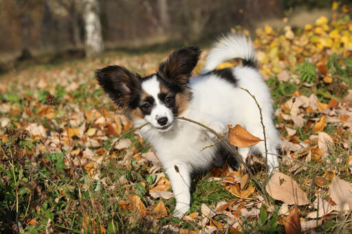 A lovely little Papillon with big fluffy ears