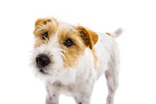 Bearded jack cheap russell