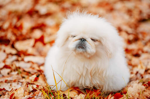 A Pekingese with a lovely, thick white coat getting some exercise outside