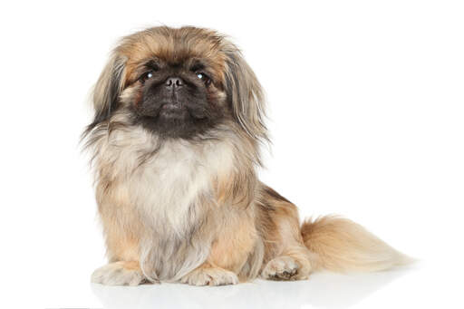 A light brown Pekingese sitting to attention