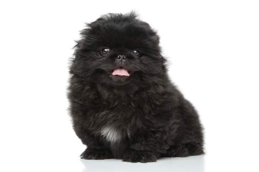 A lovely little Pekingese with a thick black coat