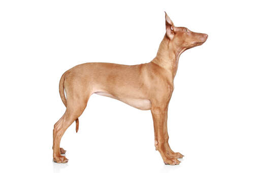A beautiful, young Pharaoh Hound standing tall, showing off its slender physique