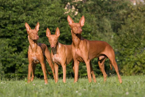 Pharaoh hound dog hotsell breeds