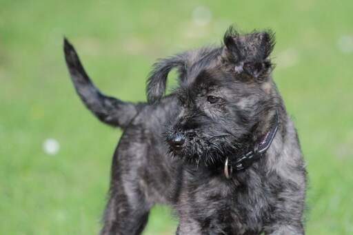 A beautifull little Picardy Sheepdog puppy with a scruffy brown beard