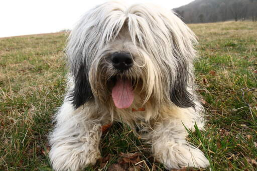 A Polish Lowland Sheepdog lying down outside, ready for its next command