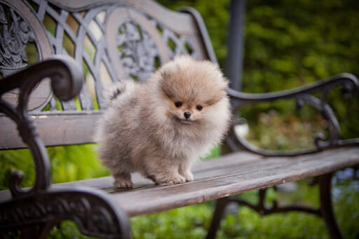 Loulou pomeranian best sale