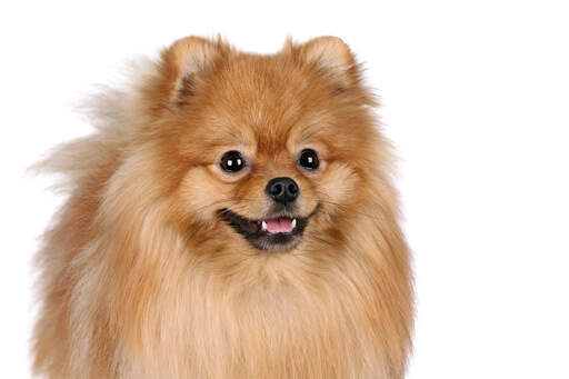 A close up of a Pomeranian's beautiful little eyes and thick, red coat