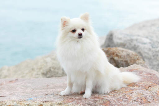 An adult Pomeranian with a beautiful, snow white coat