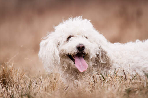 A Komondor with a short, curly, white coat playing in the grass