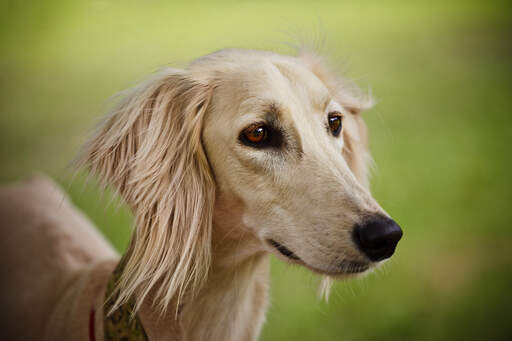 A close up of a Saluki's beautiful long nose and soft ears