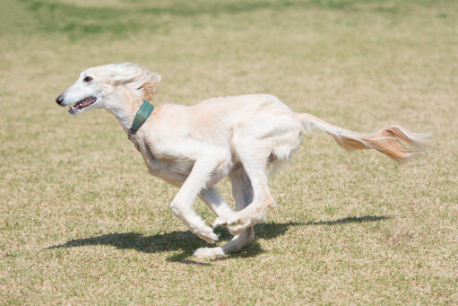 A healthy adult Saluki running at full pace across the grass