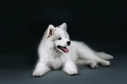 A beautiful, young Samoyed with an incredibly soft, thick, white coat