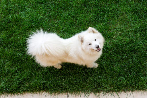 A healthy Samoyed with a wonderful bushy tail and a thick, white coat