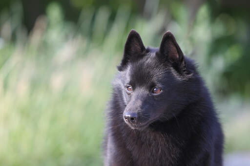 Schipperke Dogs Dog Breeds