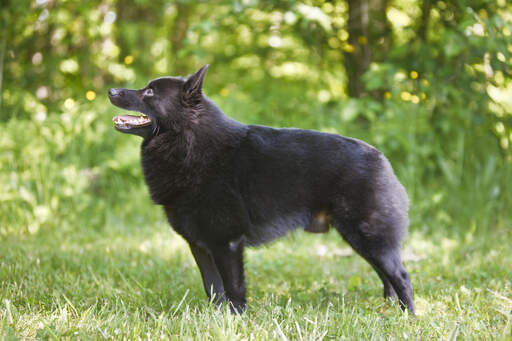Schipperke Dogs Dog Breeds