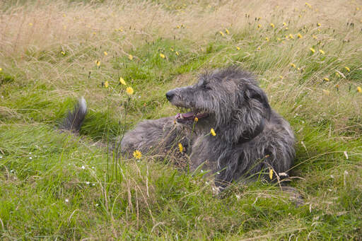 A beautiful, wire coated Scottish Deerhound laying in the grass