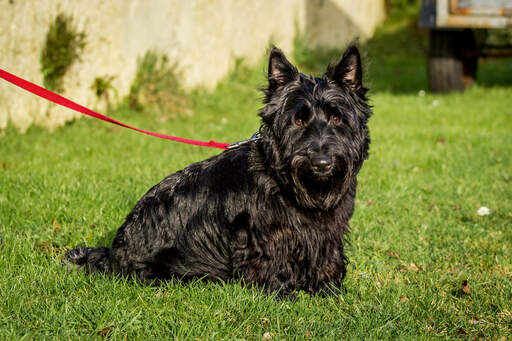 A Scottish Terrier with a lovely, thick, black coat