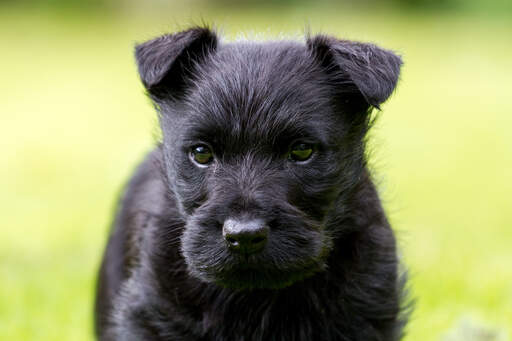 A close up of a Scottish Terrier puppy's beautiful little ears and wiry coat