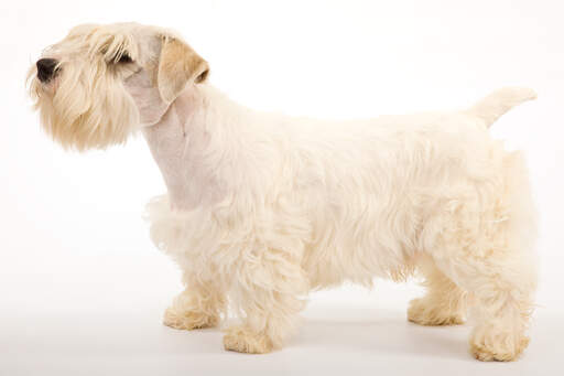 A beautiful, adult Sealyham Terrier showing off it's short body and thick, soft coat