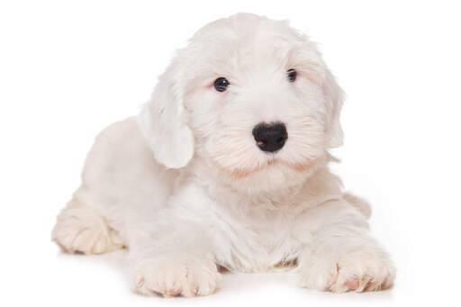 A gorgeous, little, white Sealyham Terrier with beautiful beady eyes and a soft coat