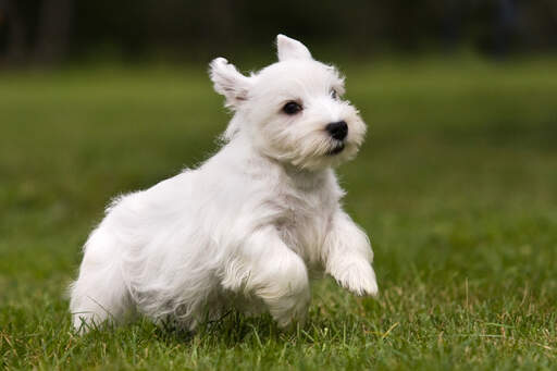 A wonderful little Sealyham Terrier puppy bounding across the grass