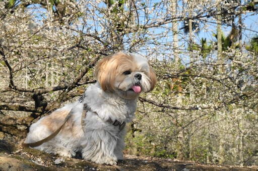 An adult Shih Tzu sitting, waiting patiently for some attention