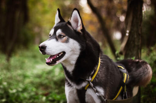 A Siberian Husky's lovely white face and thick black body coat