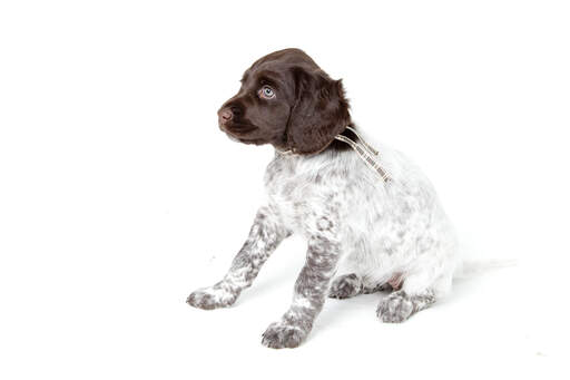 A lovely little Small Munsterlander puppy with a white body and a brown head