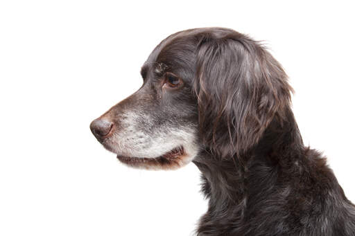 A mature adult Small Munsterlander with a wonderful brown coat