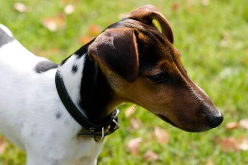 Fox Terrier (Smooth) Dogs | Dog Breeds Fox Terrier (Smooth) Dogs | Dog Breeds