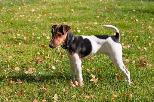 Long legged store terrier mix