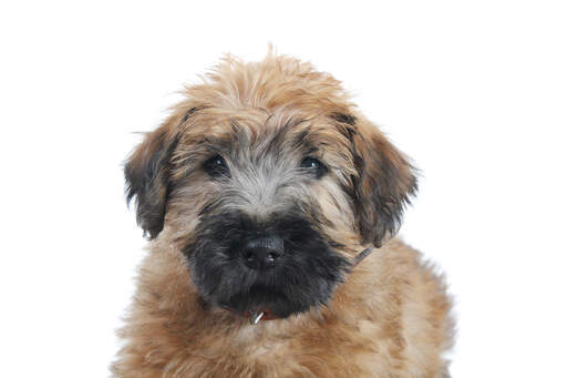 Soft coated weather hotsell terrier