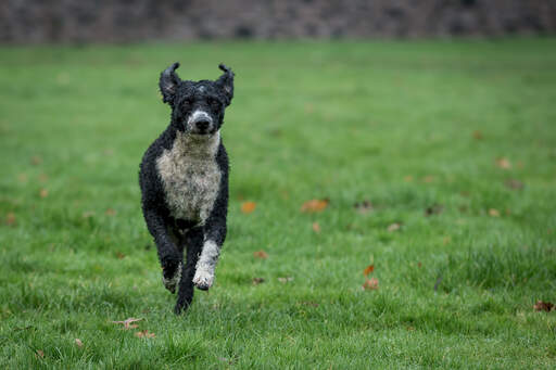 A Spanish Water Dog running at full pase towards its owner