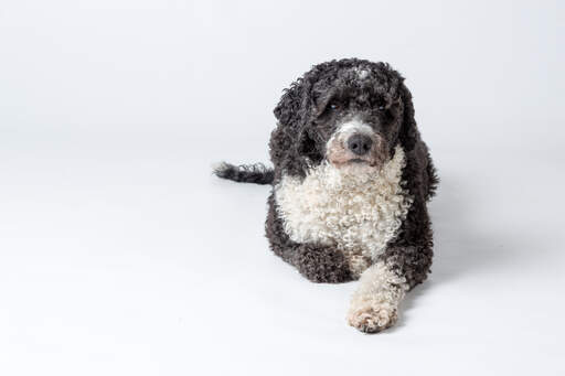 A beautiful adult Spanish Water Dog lying neatly, waiting for a command