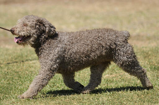 A brown Spanish Water Dog with a beautifully groomed coat