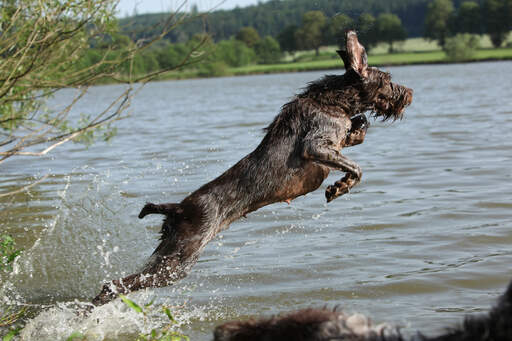 A healthy adult Spinone Italiano bounding into the water