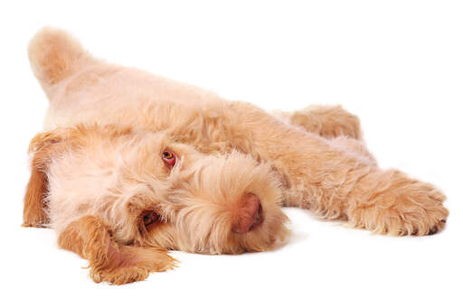 A lovely, red Spinone Italiano enjoying it's rest, spread out across the floor
