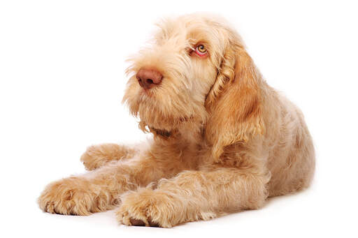 An adult Spinone Italiano with a lovely red coat, showing off it's big paws