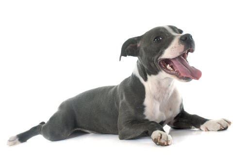 A beautiful little maturing Staffordshire Bull Terrier puppy panting