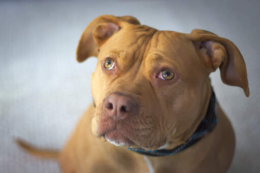 Staffordshire Bull Terrier Dogs Dog Breeds