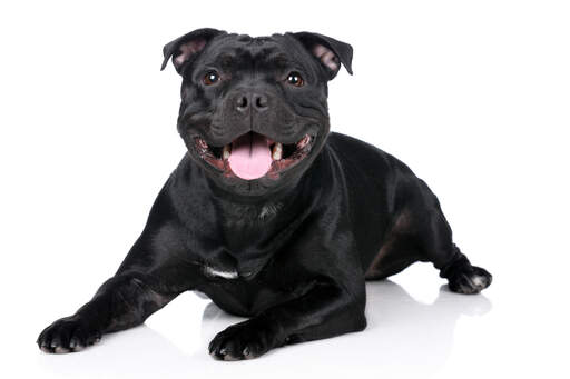 Staffy sales dog breed