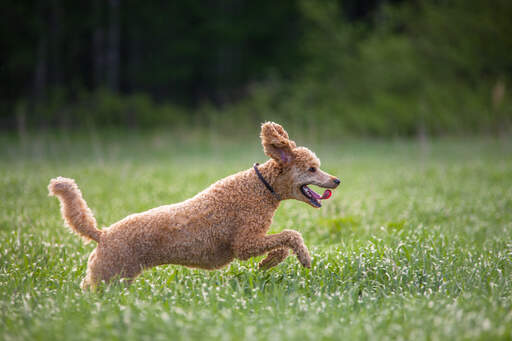 A wonderful brown coated Standard Poodle bounding through the grass