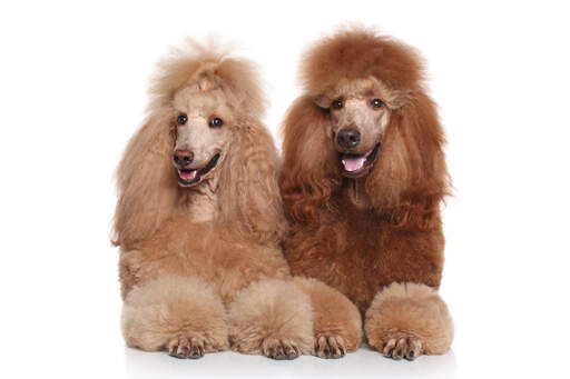 Two beautifully groomed Standard Poodles, both with thick, brown coats