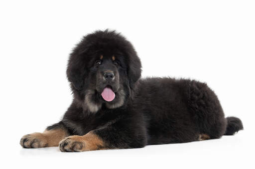 A Tibetan Mastiff with an incredible black, soft, thick coat
