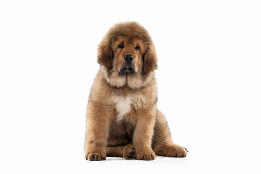 A beautiful young Tibetan Mastiff showing off it's wonderful floppy ears and thick, fluffy coat