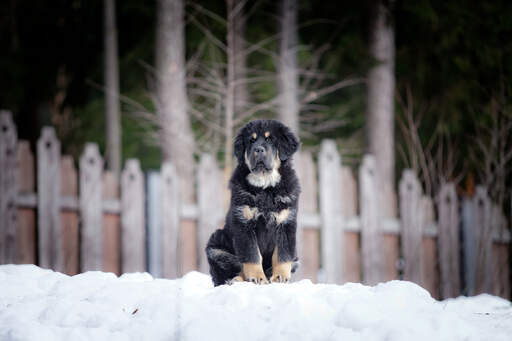 A lovely, little Tibetan Mastiff puppy sitting patiently, waiting for a comand