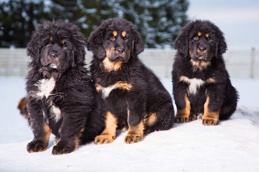 Three lovely, young Tibetan Mastiffs sitting together in the snow